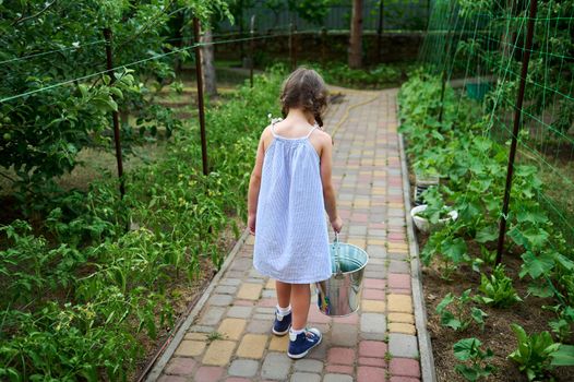 Rear view of little girl with a metal bucket, harvesting cucumbers in an organic vegetable garden. Eco farming, agriculture, horticulture concept. Love and care for nature since childhood