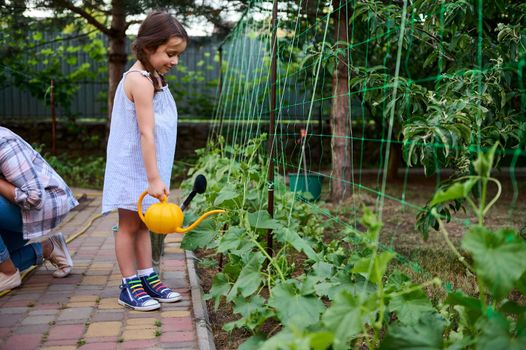 Beautiful child little girl using watering can, waters cultivate cucumbers in flower bed, helps her mom on gardening in a family eco farm. Cultivate love and care for nature and planet since childhood