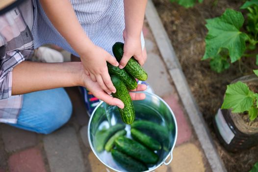 Top view of mom and child girl hands holding harvested ripe ready-to-eat cucumbers above a metal bucket. Healthy food. Cultivation of organic vegetables. Agribusiness, horticulture, family eco farm