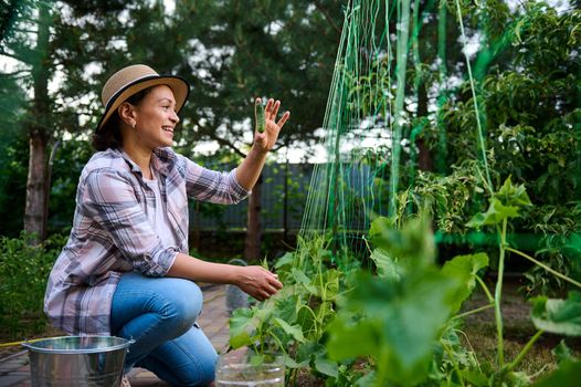 A farmer woman in a straw hat tears cucumbers into a metal bucket. The concept of harvesting. Summer and autumn on the farm are filled with organic themes. Agricultural hobby, agribusiness, gardening