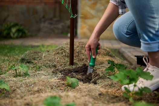 Details: Gardener hand using garden shovel, digging ground and making a hole for planting seedlings in the fertilized open ground. Cultivation of organic vegetables in eco farm, horticultural hobby