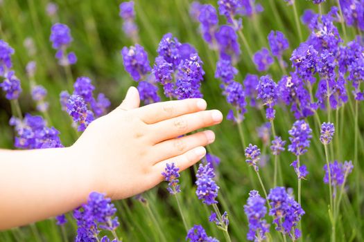 Lavender bushes closeup. Purple lavender field, beautiful blooming, English lavander, Provance. Child's hand touches lavender flowers on a lavender field summer sunny morning.