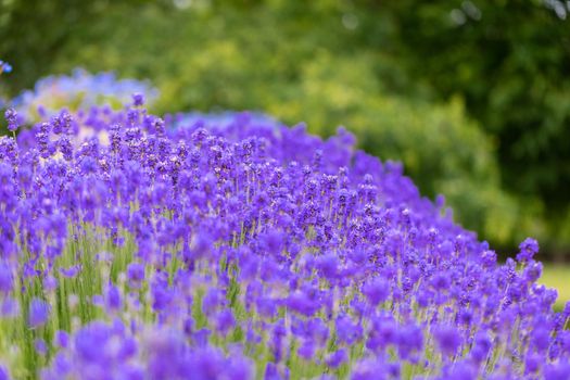 Lavender bushes closeup. Purple lavender field, beautiful blooming, English lavander, Provance