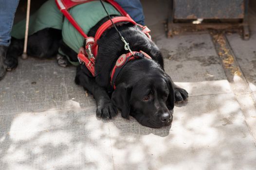 Black Labrador working as a guide dog for a blind man