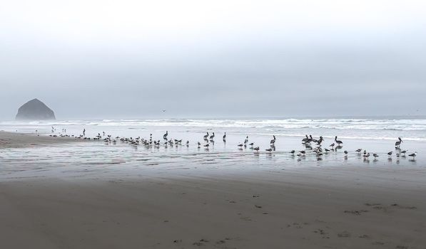 Seabirds on the Oregon Coast Seashore
