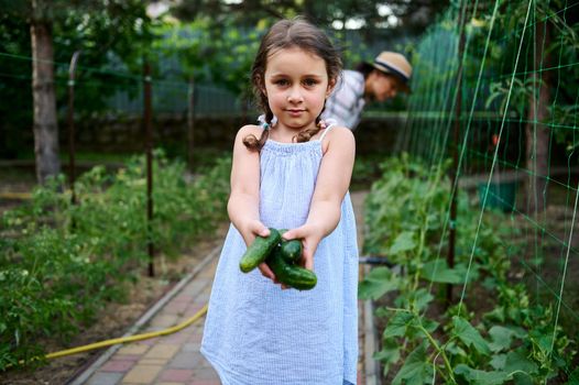 Charming little girl, wearing summer sundress, holds ripe cucumbers and helps her mother on harvesting vegetables in organic farm, smiling looking at camera. Family agribusiness, horticulture, farming