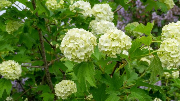 White inflorescences of viburnum in the green foliage of the bush. Summer flowering viburnum