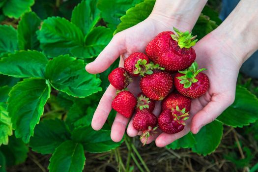 Woman farmer holding fistful of big ripe strawberries