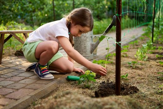 Adorable inquisitive child, Caucasian little girl learns to grow plants, planting cucumbers seedlings in open ground. Loves and care of nature since childhood. Environment conservation Day, Earth Day