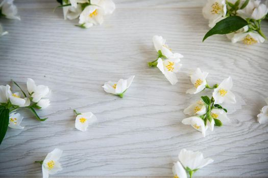 beautiful light wooden background with flowers of white blooming jasmine