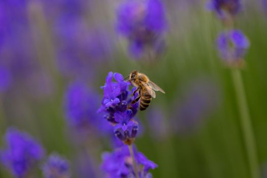 Close up on a bee on a lavander flower. Lavender bushes closeup. Purple lavender field, beautiful blooming, English lavander, Provance