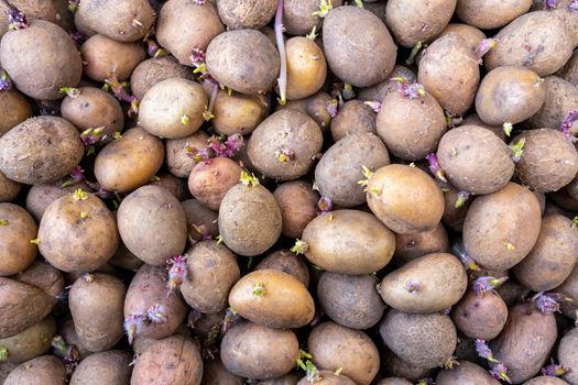 Many potatoes with young shoots are prepared for planting.