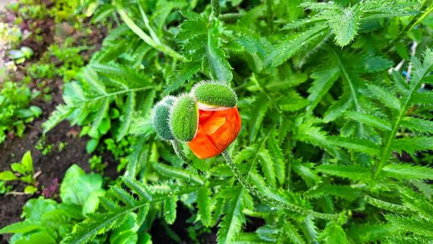 A red poppy blooms from a green bud in a city flower bed.