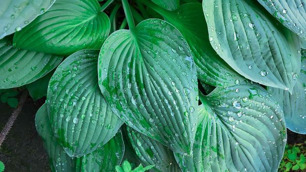 A hosta flower with green leaves grows in a flower bed in the city garden.