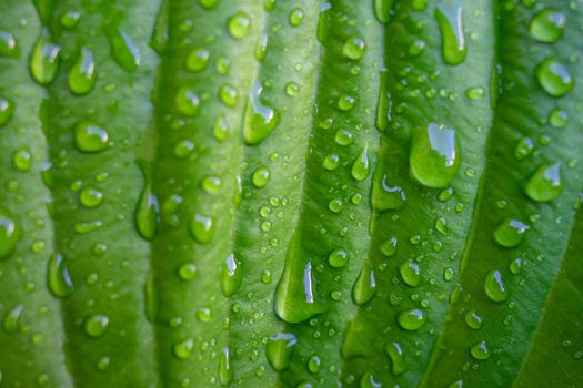 Green plant leaf with water drops after rain close-up.