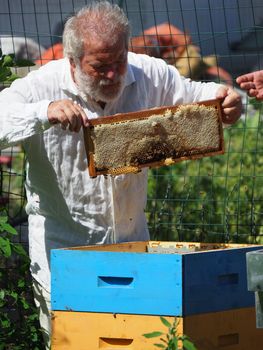 Beekeeper working with bees and beehives on the apiary. Beekeeping concept. Beekeeper harvesting honey Beekeeper on apiary.