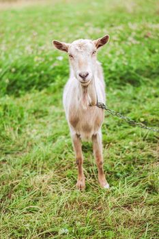 goat grazing in nature. organic farming. High quality photo