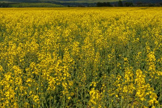 yellow rapseed field at daylight with green trees groves in the background, telephoto shot with selective focus