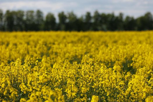 yellow rapseed field at daylight with green trees groves in the background, telephoto shot with selective focus