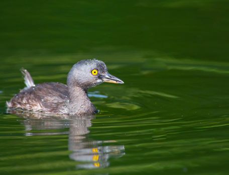 Least Grebe swimming in a pond in Guatemala