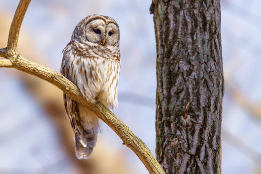 Barred owl mom watching over the nest in a forest in Ohio