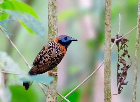 Oscellated Antbird perched on a tree watching the ant swarm below