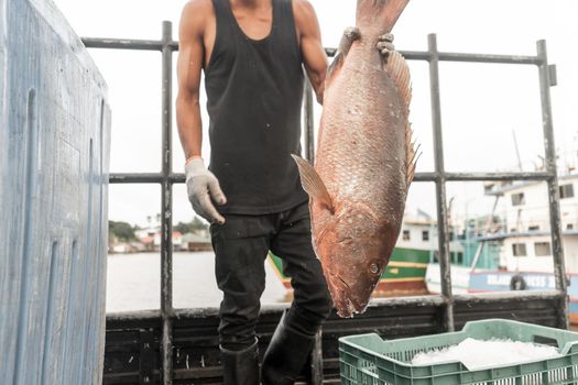 Unrecognizable latin fisherman showing off a huge fish in Bluefields Nicaragua