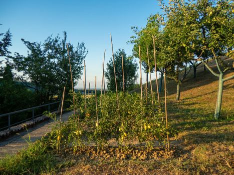bio veggie garden in summer