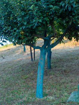 fruit tree garden in piacenza, italy