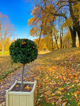 Park autumn landscape . Alleys of the park. A walk in the park. An article about autumn. Illustrating autumn articles.