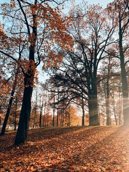 Park autumn landscape . Alleys of the park. A walk in the park. An article about autumn. Illustrating autumn articles.