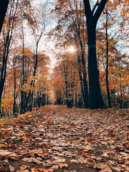 Park autumn landscape . Alleys of the park. A walk in the park. An article about autumn. Illustrating autumn articles.