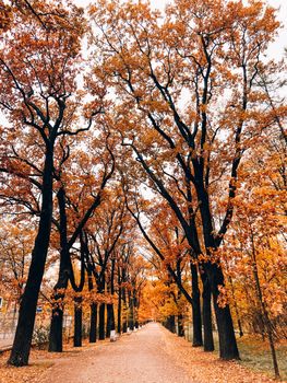 Park autumn landscape . Alleys of the park. A walk in the park. An article about autumn. Illustrating autumn articles.