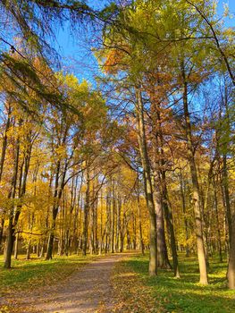 Park autumn landscape . Alleys of the park. A walk in the park. An article about autumn. Illustrating autumn articles.