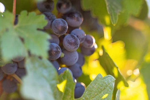 Ripe blue grapes growing in vineyard at sunset time, selective focus. Vineyards grape at sunset in autumn harvest. Winemaking concept. Beautiful grapes ready for harvest. Golden evening light