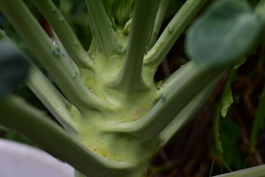 Giant melt kohlrabi in a flowerpot as a close -p