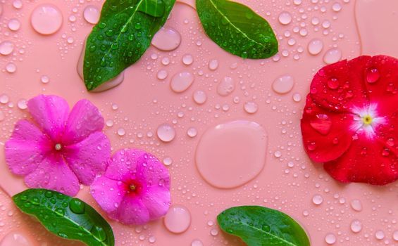 Background with water drops and flowers. Selective focus. Spa.