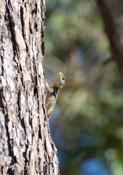 Laudakia stellio - Agama lizard sits on a the pine tree in Turkey, Antalya