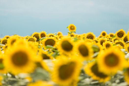 Standing out from the crowd concept. Wonderful panoramic view of field of sunflowers by summertime. One flower growing taller than the others