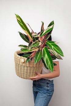 Girl holding Stromanthe tricolor plant in a basket against white wall background.