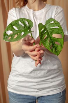 Hands holding Monstera Monkey Mask or Swiss Cheese Vine, or Andansonii