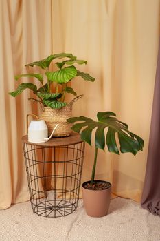 Still life with plants Calathea Orbifolia and Monstera Deliciosa with watering can on a brown curtains background.