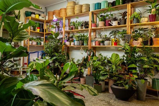 A variety of exotic potted plants in a plant store.