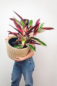Girl holding Stromanthe tricolor plant in a basket against white wall background.