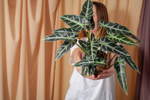 Florist woman holding a pot with Alocasia Bambinoarrow plant on a fabric curtains background.