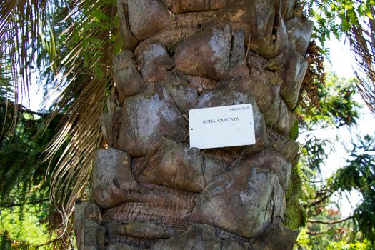 Butia Capitata palm tree in botanic garden, Batumi