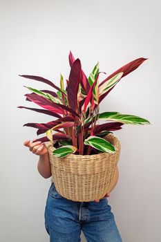 Girl holding Stromanthe tricolor plant in a basket against white wall background.