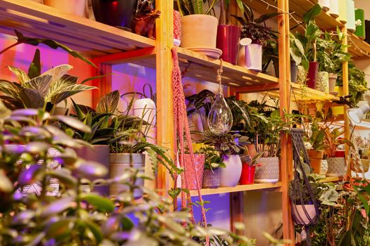 A variety of exotic potted plants in a plant store.