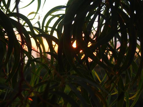 Curved Koa Leafs and Sunset in the distance on Oahu, Hawaii.