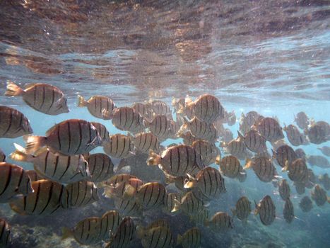 School of Convict Tang swim beneath the surface of the water with coral below them in Hanauma Bay on Oahu, Hawaii. 